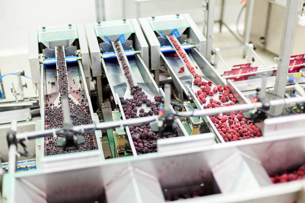 frozen raspberry processing business